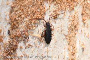 <i>Uleiota planatus</i> (Linnaeus, 1761) © J. Touroult - LPR Corse 2019 - MNHN-CdC-AFB