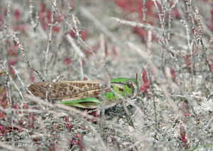 <i>Locusta cinerascens</i> (Fabricius, 1781) © S. Wroza