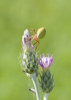 Araniella cucurbitina - Cucumber green spider 02.jpg © Zeynel Cebeci