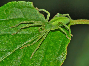 Sparassidae - Micrommata virescens (8304371792).jpg © Ettore Balocchi
