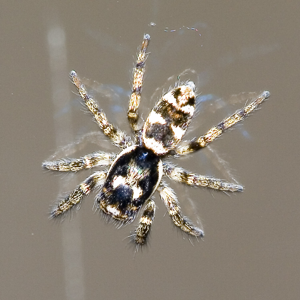 Salticus.scenicus.6916.jpg © Olei