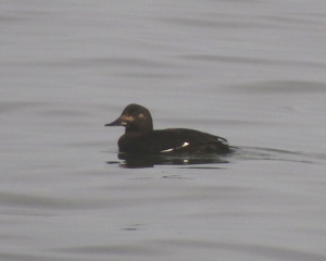 Velvet Scoter, female, Musselburgh.jpg © D. Gordon E. Robertson