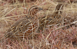 Coturnix coturnix, Somerset East District, Eastern Cape, South Africa 1.jpg © baldcoot