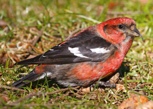 Whitewingedcrossbillmale09.jpg © John Harrison at https://www.flickr.com/photos/15512543@N04/