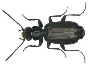 Syntomus foveatus (Fourcroy, 1785) (2871836093).jpg © Udo Schmidt from Deutschland