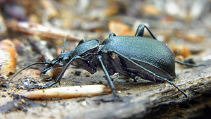 Cychrus caraboides side.jpg © Siga
