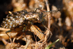 Elaphrus.riparius.-.lindsey.jpg © James K. Lindsey