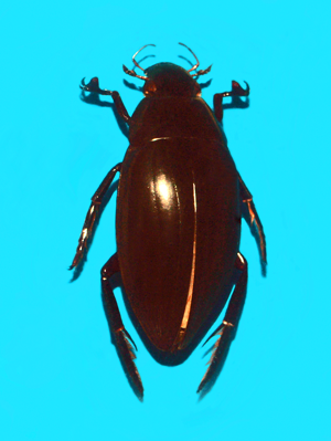 Hydrophilidae - Hydrophilus piceus.JPG © Hectonichus