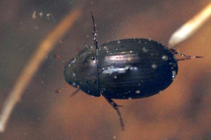 Hydrobius.fuscipes.-.lindsey.jpg © James K. Lindsey