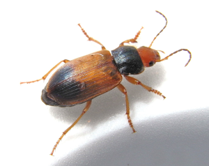 Diachromus germanus.jpg © Siga