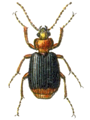 Lebia marginata.png © A. C. Tatarinov