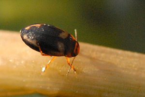 Hydroporus.palustris.-.lindsey.jpg © James K. Lindsey