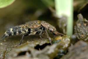 Ontholestes.murinus.jpg © James K. Lindsey