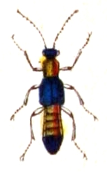 Paederus.riparius.-.calwer.12.15.jpg © File Upload Bot (Sarefo)