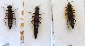 Schmalkurzflügler.JPG © Konrad Lackerbeck