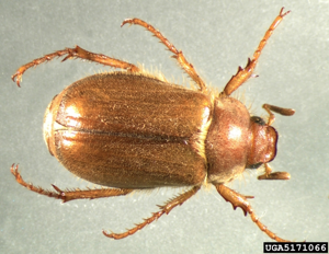 Rhizotrogus majalis1.jpg © Mike Reding & Betsy Anderson, USDA Agricultural Research Service
