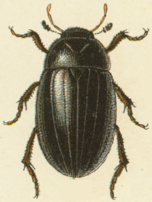 Reitter-1908 table79 Hydrochara caraboides adult.png © Reitter-1908_table79.jpg: Edmund Reitter derivative work: B kimmel (talk)