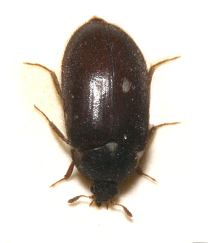 Attagenus.pellio.jpg © Sarefo