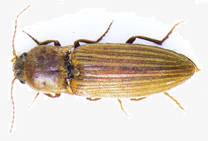 Agriotes lineatus bl2.JPG © Siga
