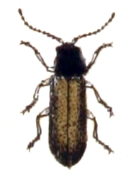 Rhagonycha.testacea.-.calwer.27.15.jpg © File Upload Bot (Sarefo)