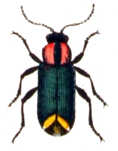 Axinotarsus.pulicarius.-.calwer.27.20.jpg © File Upload Bot (Sarefo)