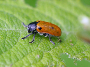 Clytra quadripunctata.jpeg © Kristian Peters -- Fabelfroh 08:34, 12 August 2007 (UTC)