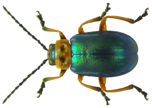 Sermylassa halensis (Linné, 1767) (5597913089) (2).jpg © Udo Schmidt from Deutschland