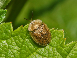 Chrysomelidae - Cassida nebulosa.JPG © Hectonichus