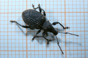 Otiorhynchus sulcatus 23-8-2007 20-10-41.JPG © Opuntia