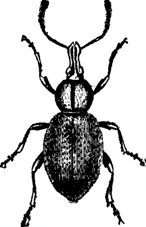 Otiorhynchus ligustici.jpg © Encyclopædia Britannica
