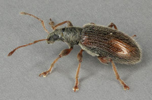 Phyllobius oblongus, Marford Quarry, North Wales, May 2012 (18127162510).jpg © Janet Graham