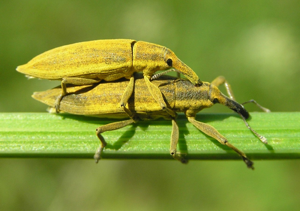 Lixus paraplecticus 1 beentree.jpg © Beentree