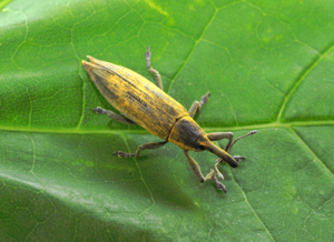 Lixus iridis (8893616518).jpg © Pavel Kirillov from St.Petersburg, Russia