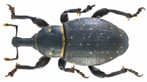 Liparus coronatus (Goeze, 1777) (11067232474).png © Udo Schmidt from Deutschland