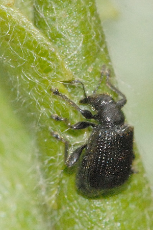 Deporaus.betulae.-.lindsey.jpg © James K. Lindsey