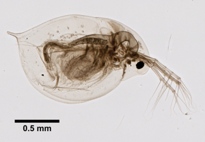 Daphnia longispina (YPM IZ 099087) 003.jpeg © Daniel J. Drew