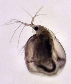 Simocephalus vetulus.jpg © S.E. Thorpe