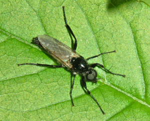 Bibionidae - Bibio hortulanus (male)-001.JPG © Hectonichus