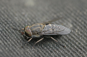 Tabanus.bovinus.female.jpg © James K. Lindsey