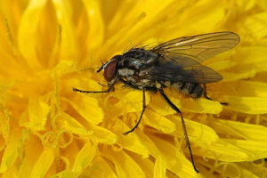Delia.radicum.jpg © James K. Lindsey