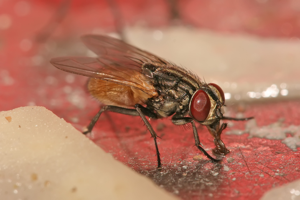 Musca domestica housefly.jpg © Muhammad Mahdi Karim