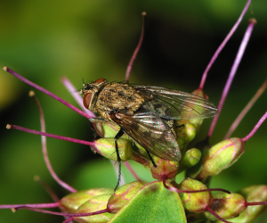 Fly November 2007-9.jpg © Alvesgaspar