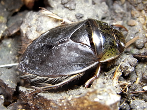 Ilyocoris cimicoides natur.jpg © Siga