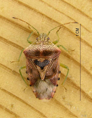 Elasmucha grisea.jpg © Evanherk at Dutch Wikipedia