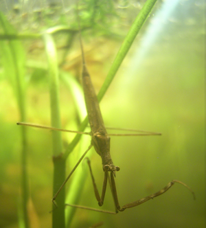 Ranatra linearis01.jpg © Kulac