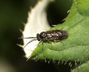 Cladius pectinicornis male (23808411941).jpg © Line Sabroe from Denmark