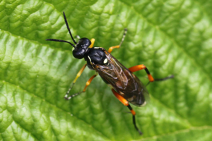 2017 06 02 Macrophya rufipes w.jpg © Slimguy
