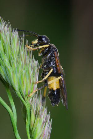 Tenthredo maculata lateral Bytom.jpg © Adrian Tync