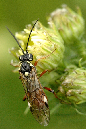 Tenthredopsis.litterata.-.lindsey.jpg © James K. Lindsey