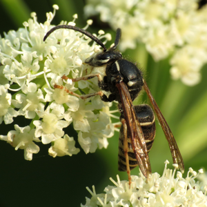 Parasitic Yellowjacket (15025342930).jpg © Katja Schulz from Washington, D. C., USA